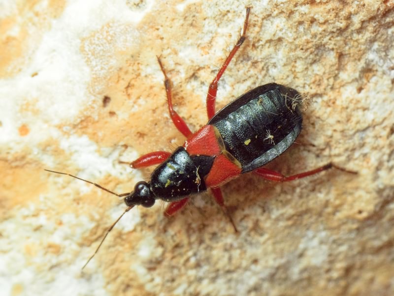 Prostemma guttula (Fabricius, 1787)